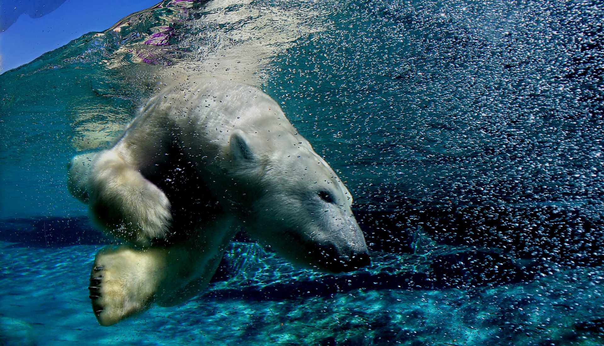polar bear_G polar bear G WOLO Travel